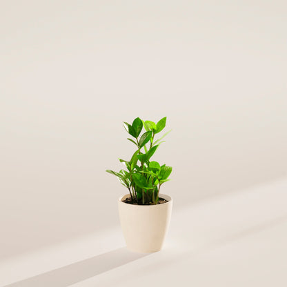 ZZ Plant