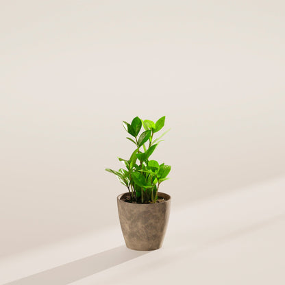 ZZ Plant