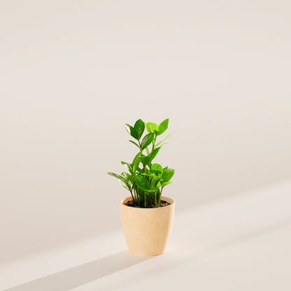 ZZ Plant