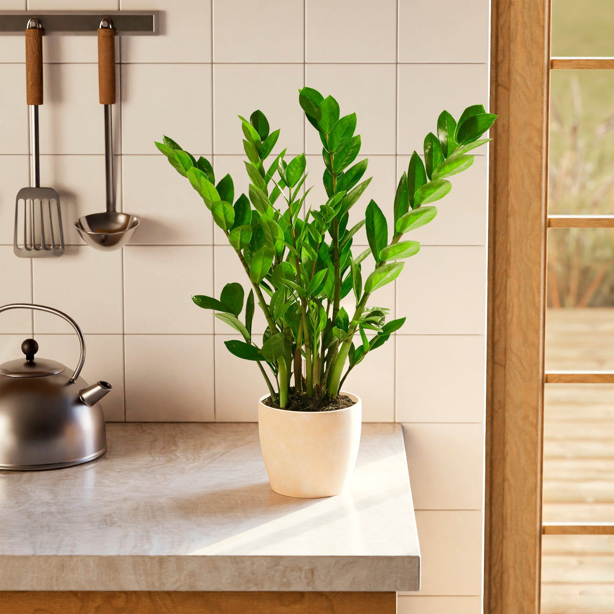 ZZ Plant