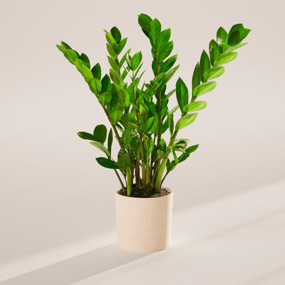 ZZ Plant