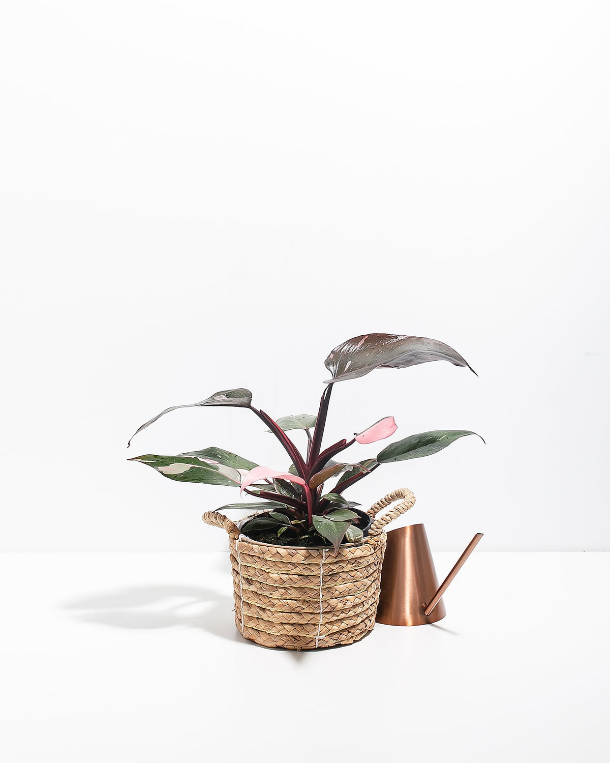 Philodendron Pink Princess