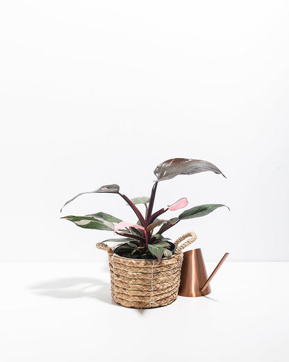 Philodendron Pink Princess