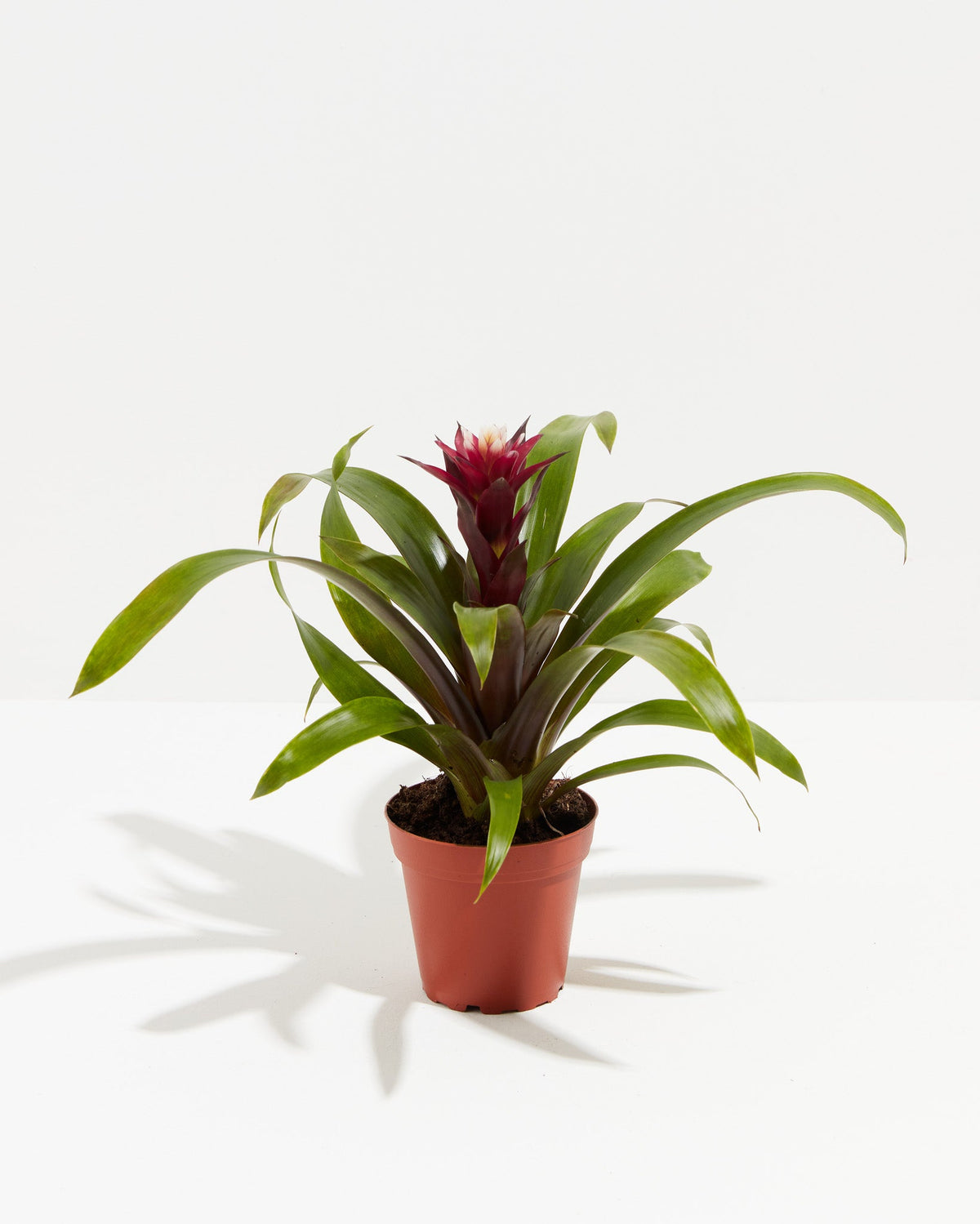 Bromeliad Guzmania