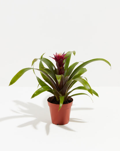 Bromeliad Guzmania