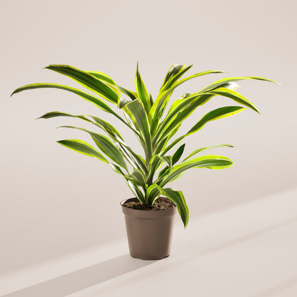 Dracaena Lemon Lime
