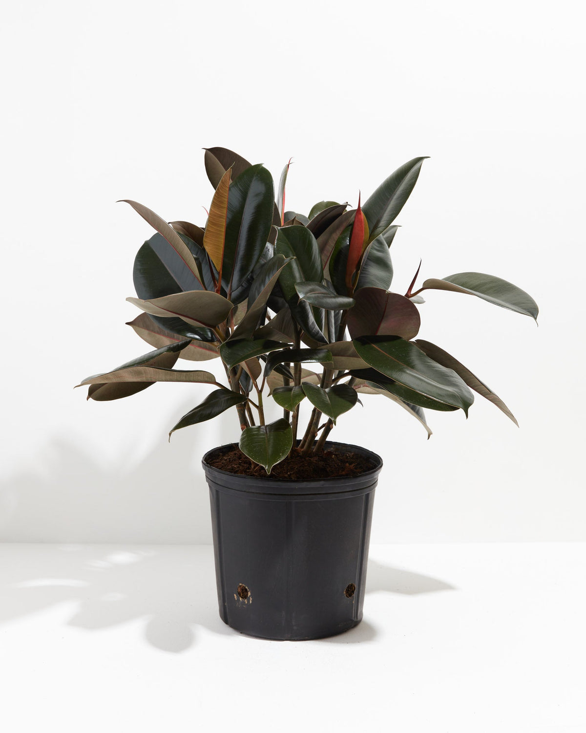 Ficus Elastica - Burgundy Rubber Tree