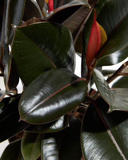 Ficus Elastica - Burgundy Rubber Tree
