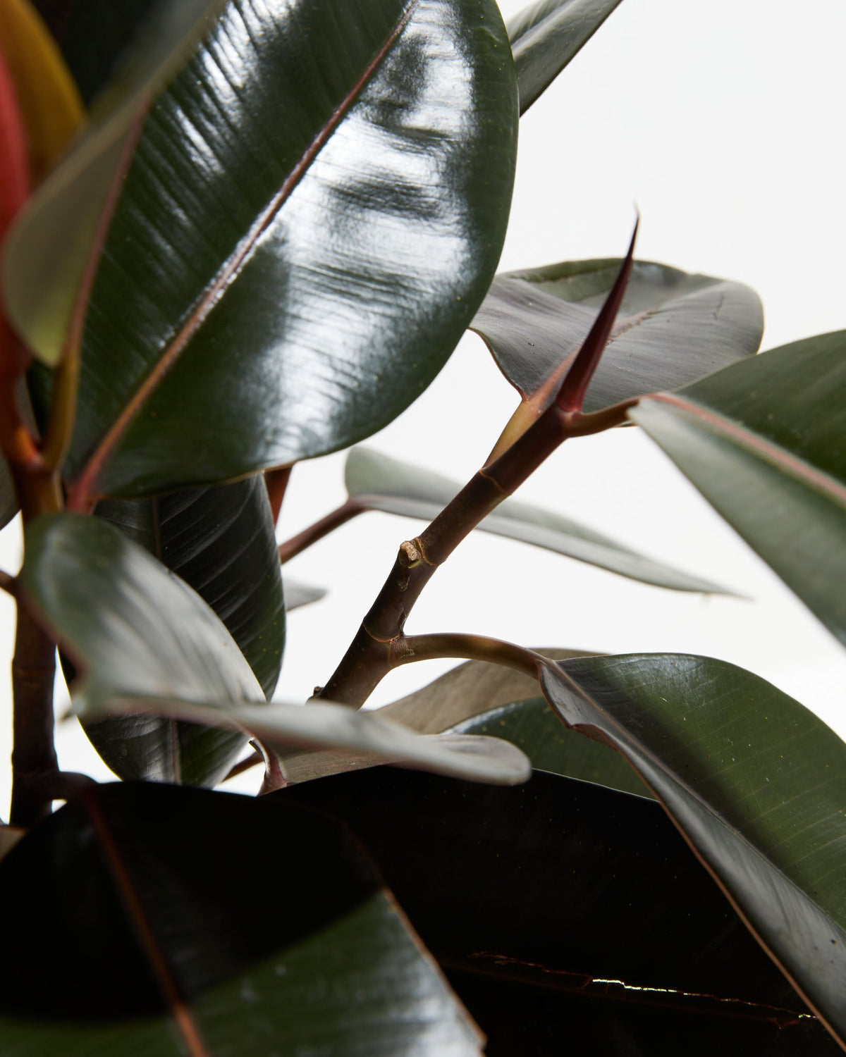 Ficus Elastica - Burgundy Rubber Tree