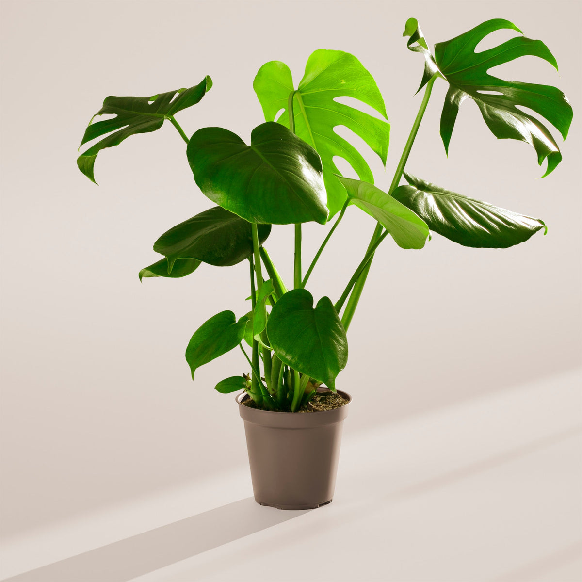 Monstera Deliciosa (Split Leaf Philodendron)