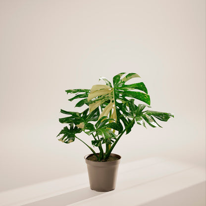 Monstera Thai Constellation
