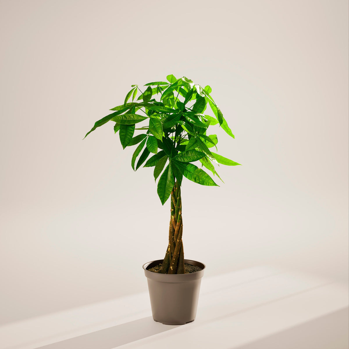 Money Tree Plant