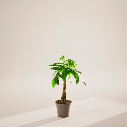 Money Tree Plant