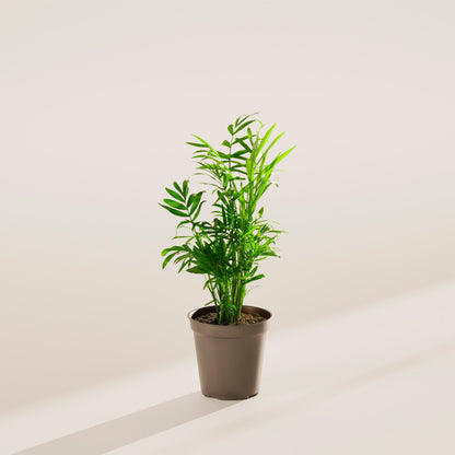 Neanthe Bella Palm