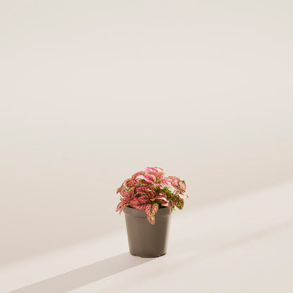 Pink Polka Dot Plant