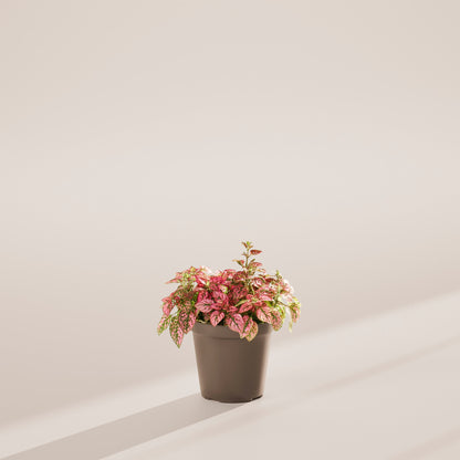 Pink Polka Dot Plant