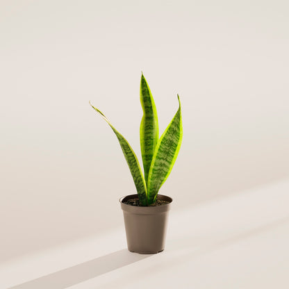 Variegated Sansevieria Laurentii (Snake Plant)