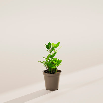 ZZ Plant