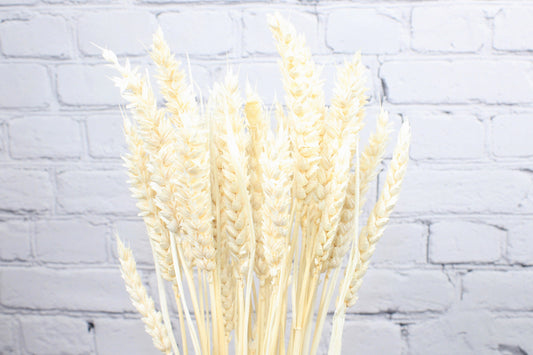 Fresh & Natural Dried Wheat - White