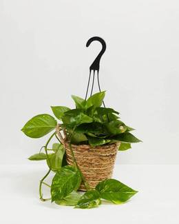 Golden Pothos Plant