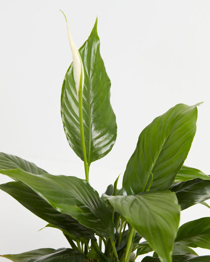 Peace Lily (Spathiphyllum)