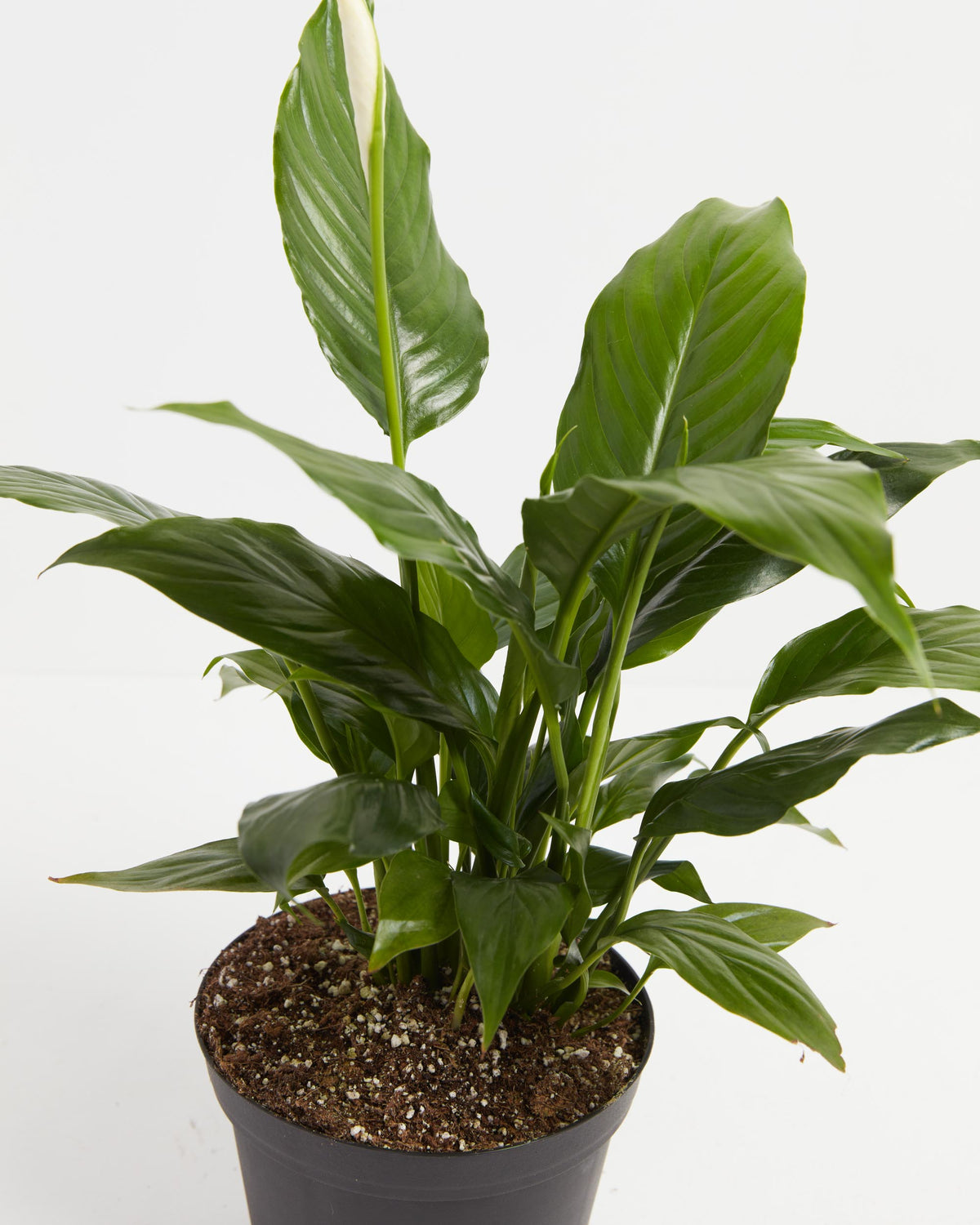 Peace Lily (Spathiphyllum)