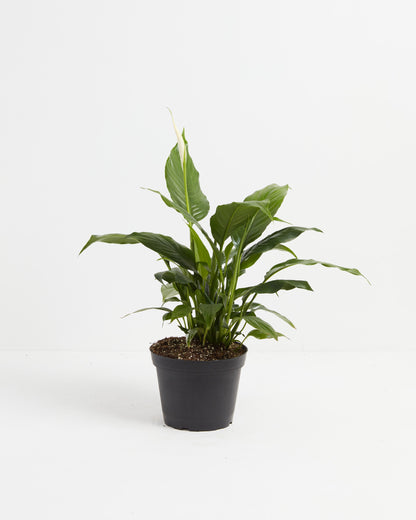 Peace Lily (Spathiphyllum)