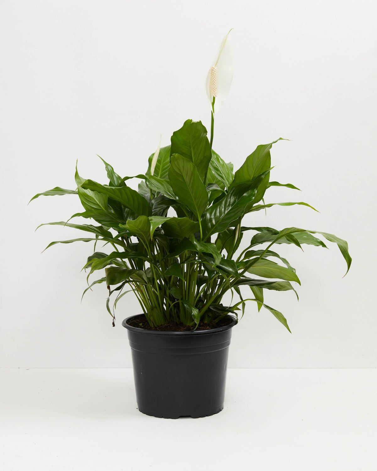 Peace Lily (Spathiphyllum)