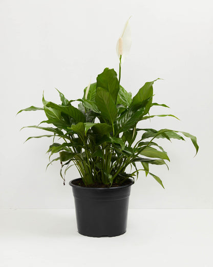 Peace Lily (Spathiphyllum)