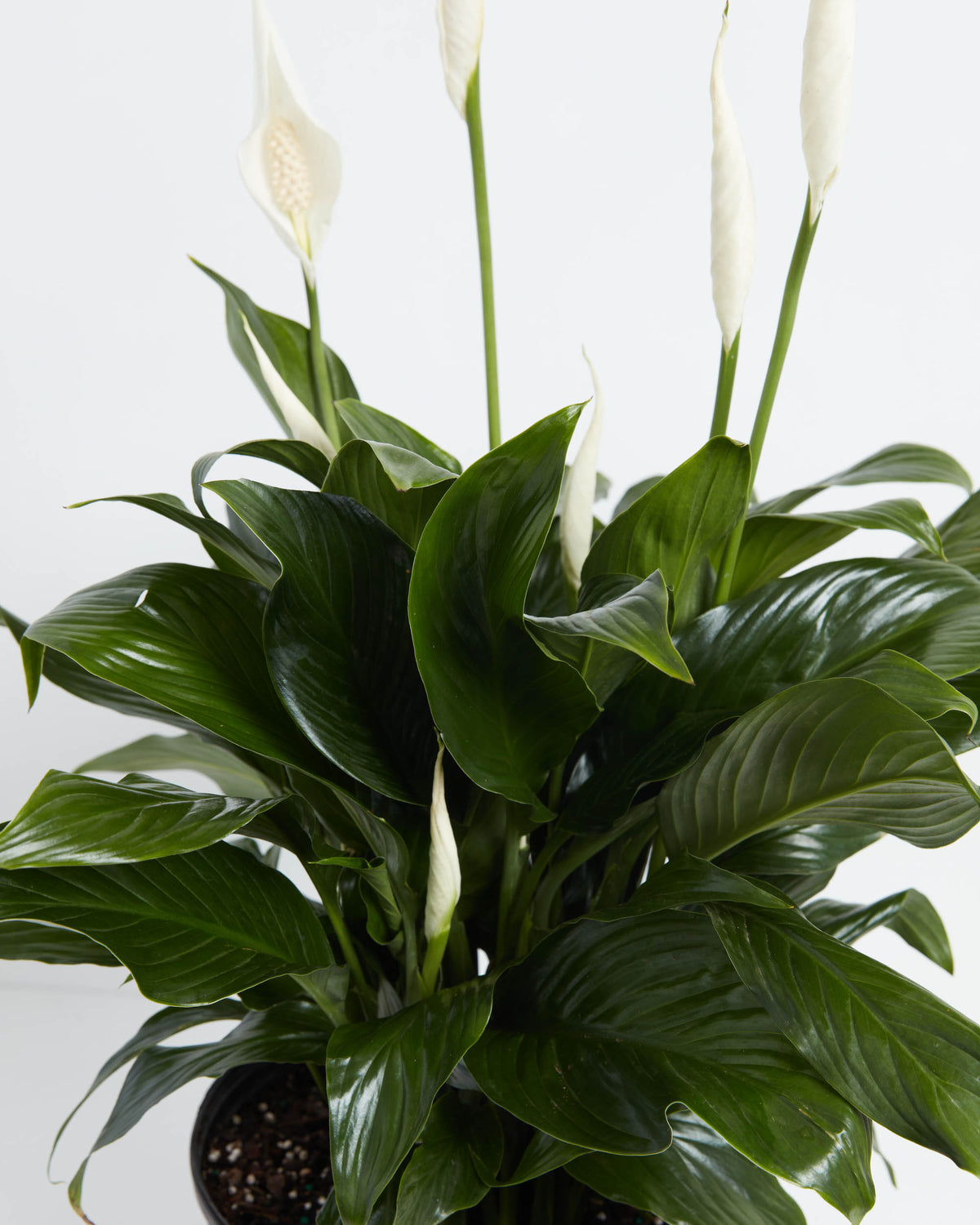 Peace Lily (Spathiphyllum)