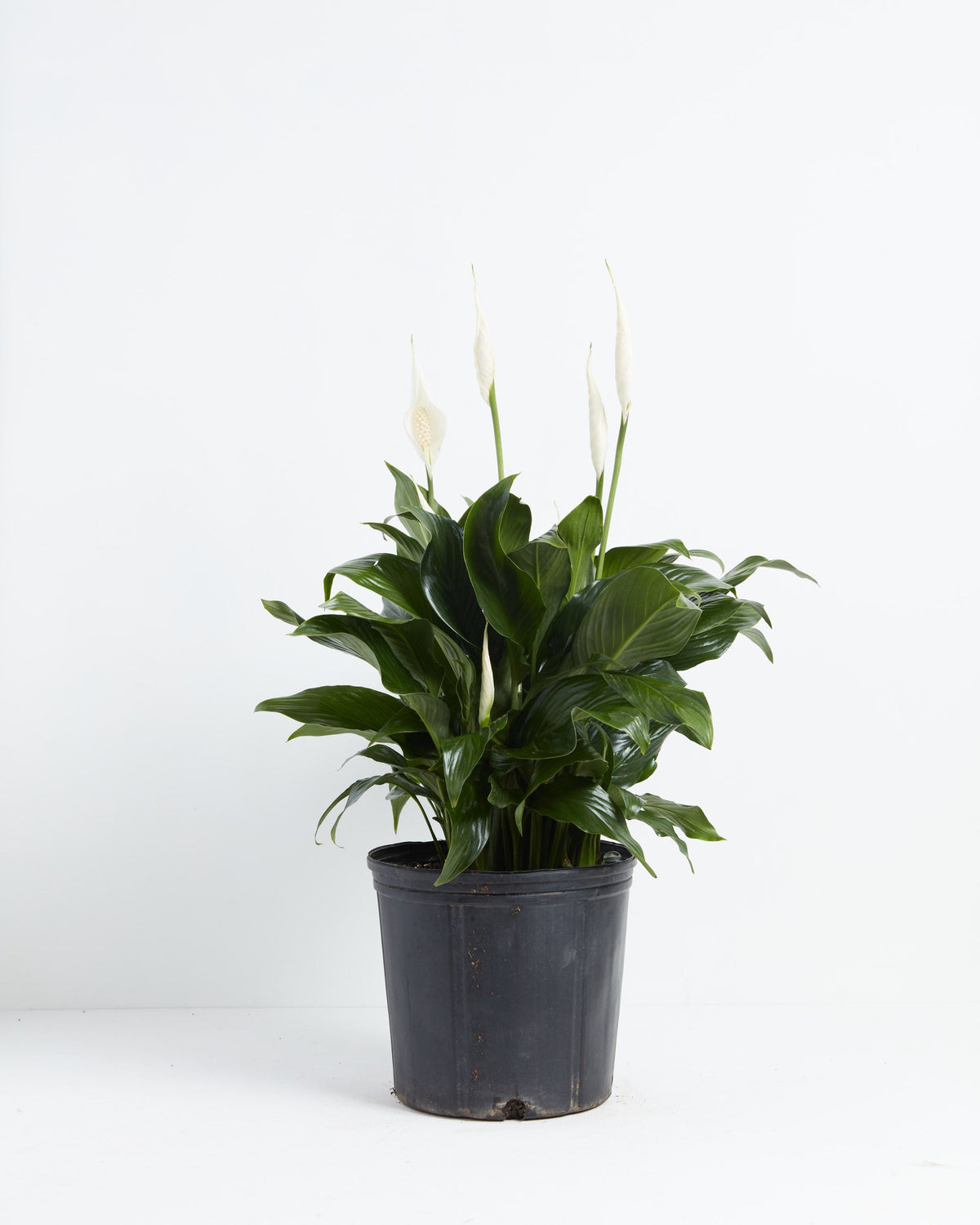 Peace Lily (Spathiphyllum)