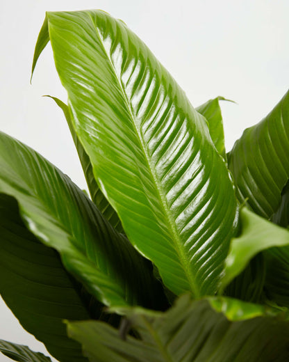 Peace Lily (Spathiphyllum)