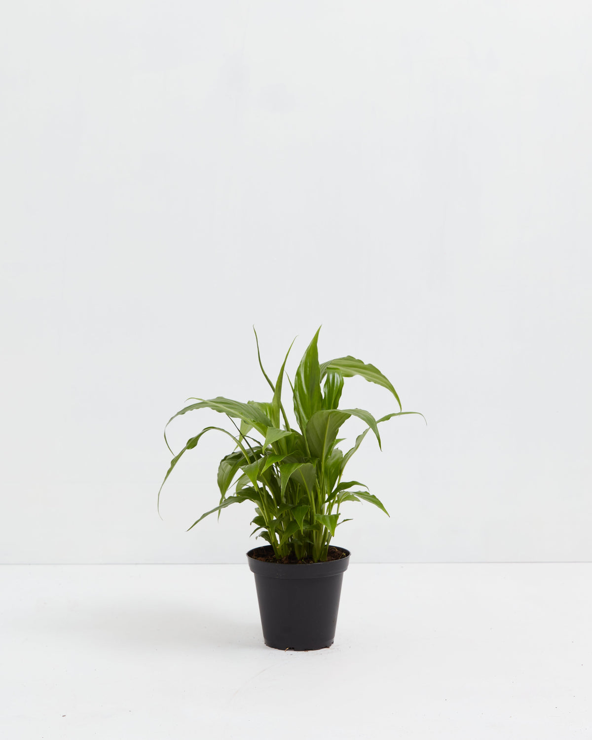 Peace Lily (Spathiphyllum)
