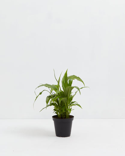 Peace Lily (Spathiphyllum)