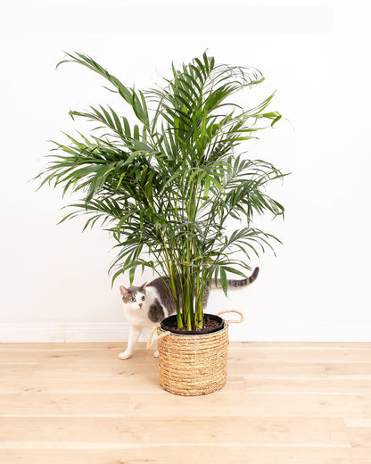 Areca Palm Indoor Tree
