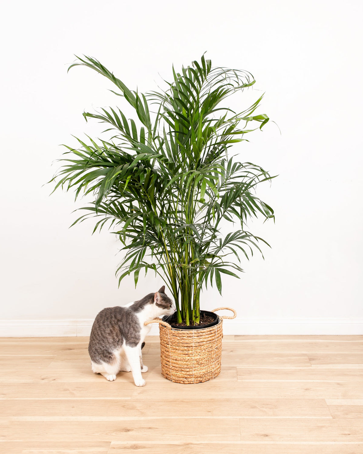 Areca Palm Indoor Tree