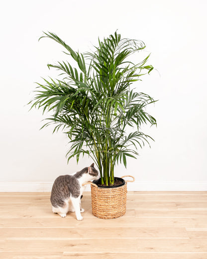 Areca Palm Indoor Tree