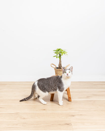 Money Tree Plant