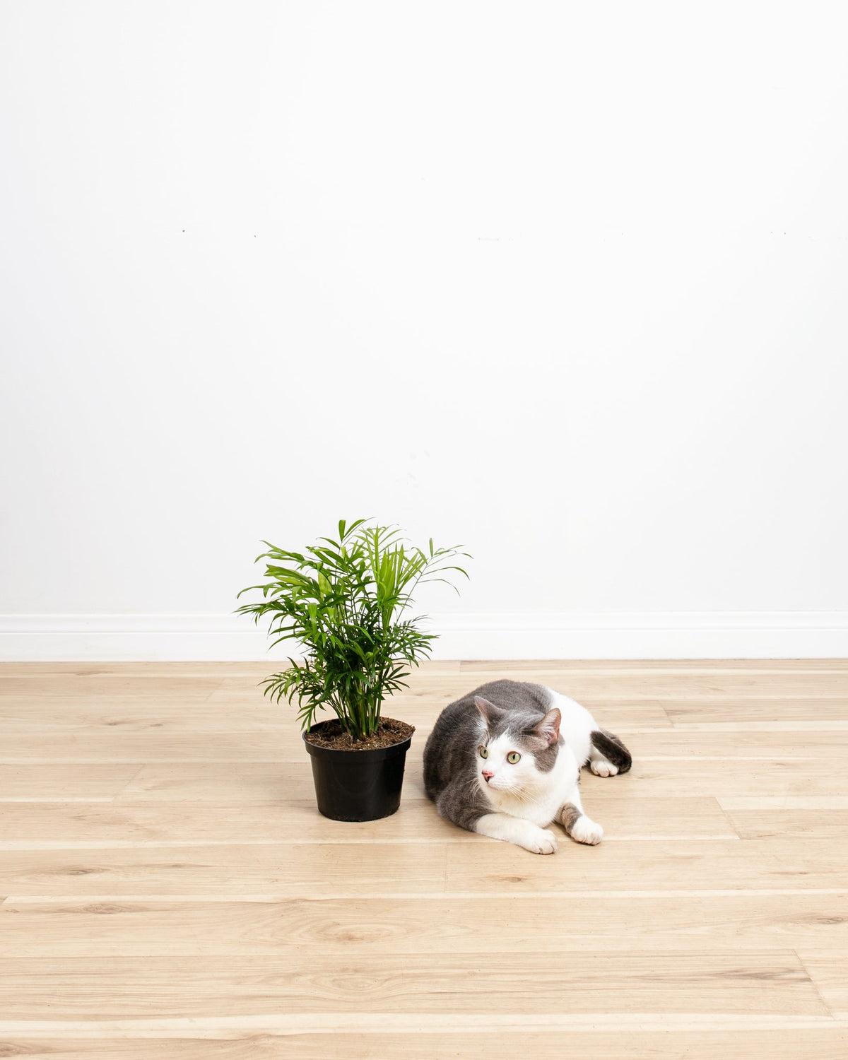 Neanthe Bella Palm