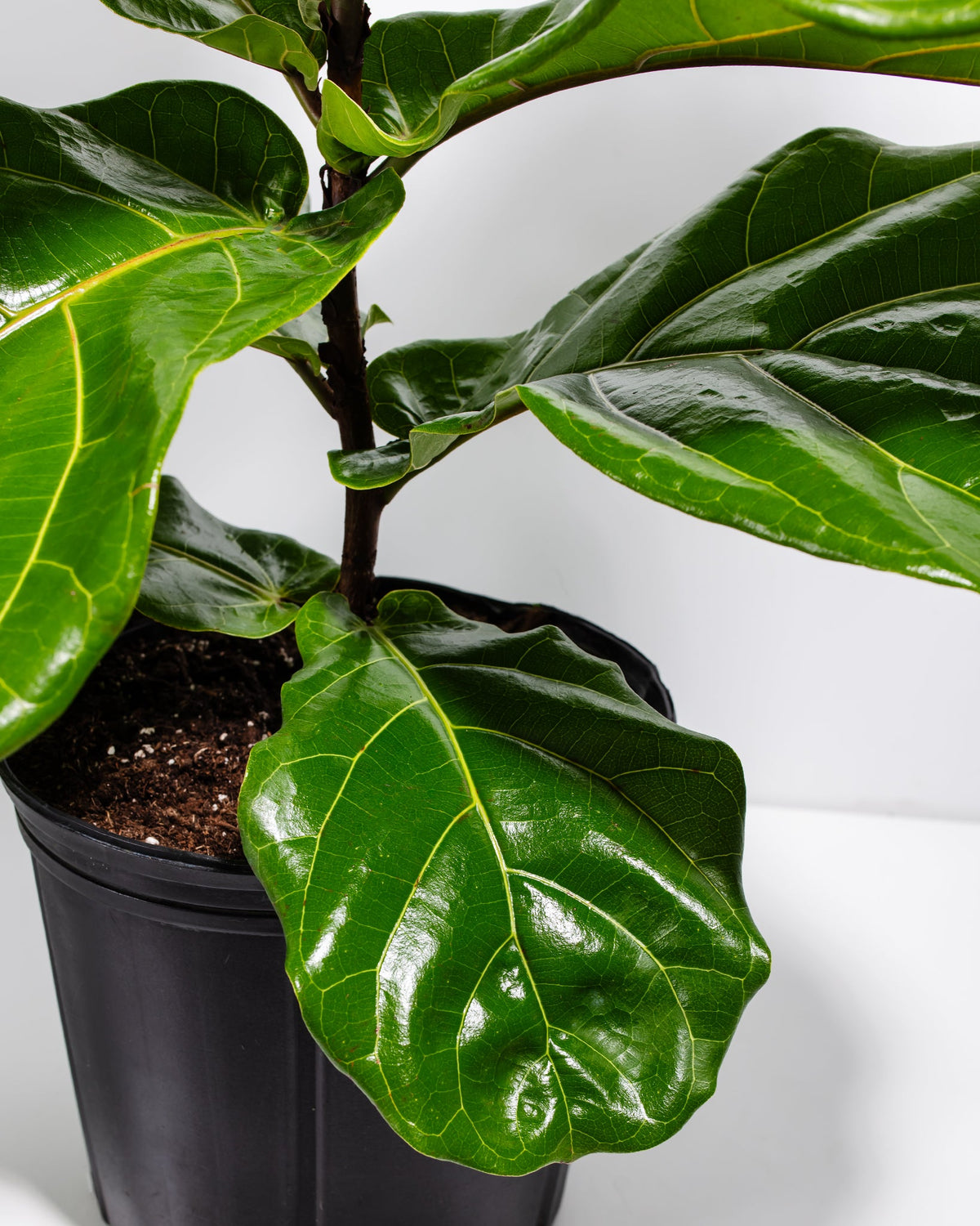 Fiddle Leaf Fig Tree (Ficus lyrata)