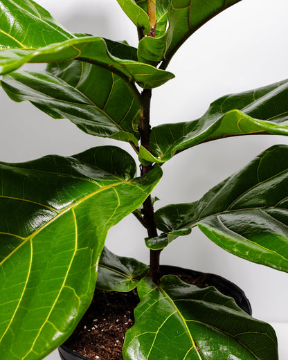 Fiddle Leaf Fig Tree (Ficus lyrata)