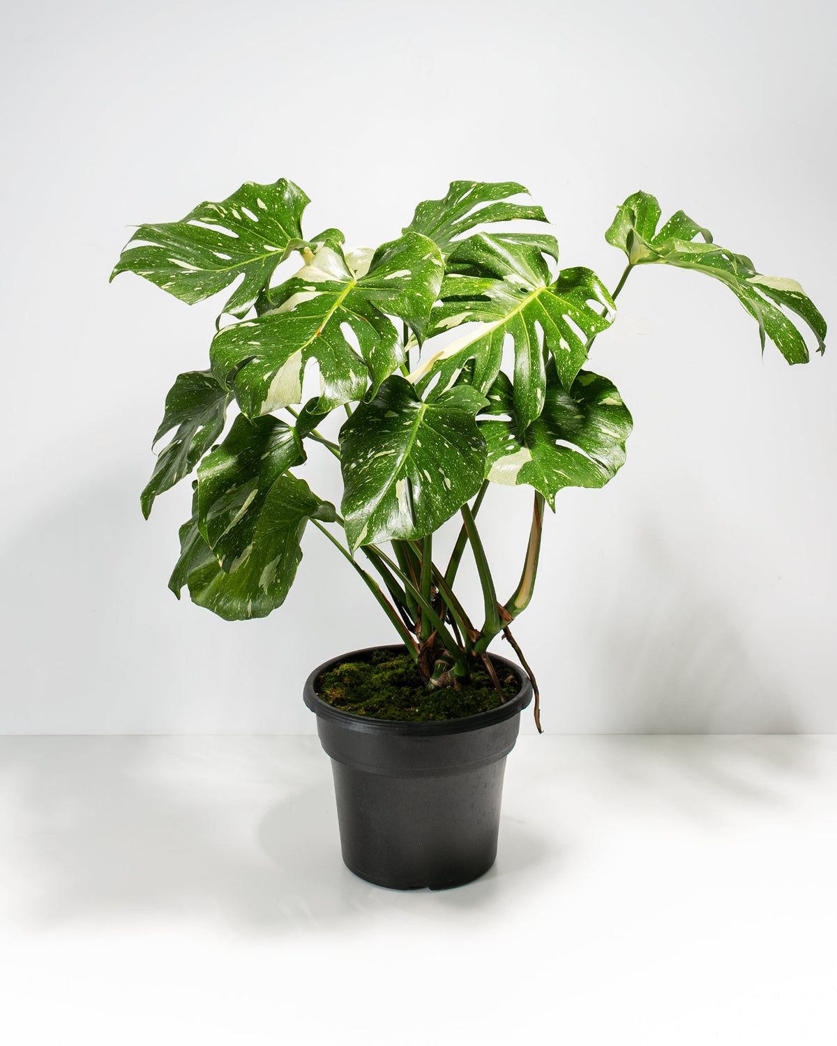 Monstera Thai Constellation