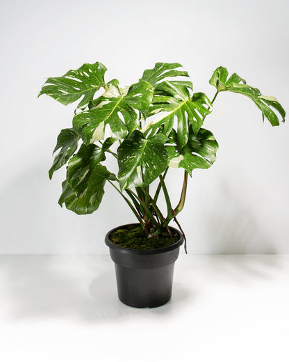 Monstera Thai Constellation