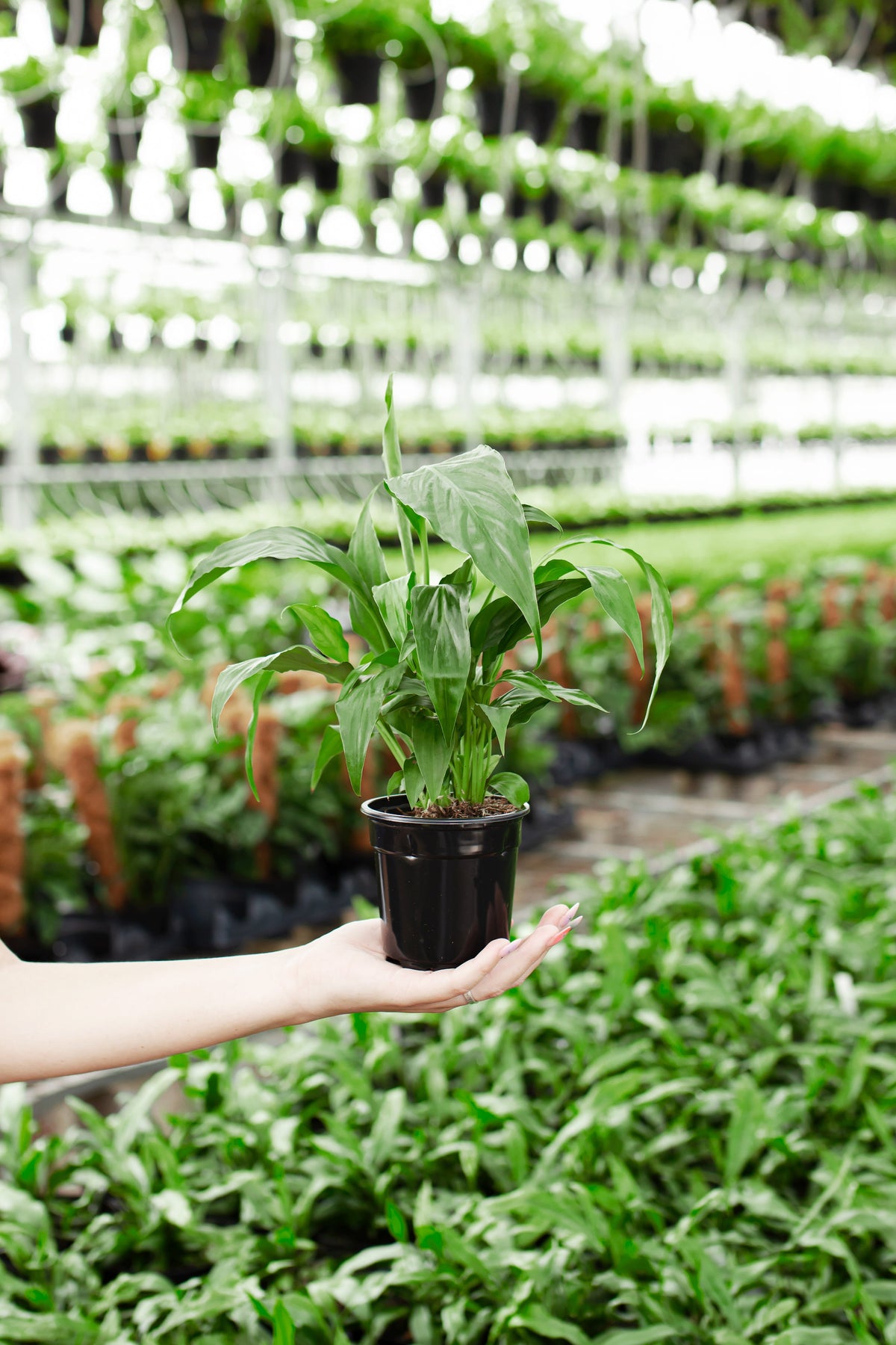 Peace Lily (Spathiphyllum)