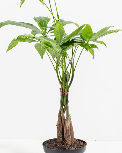 Money Tree Plant