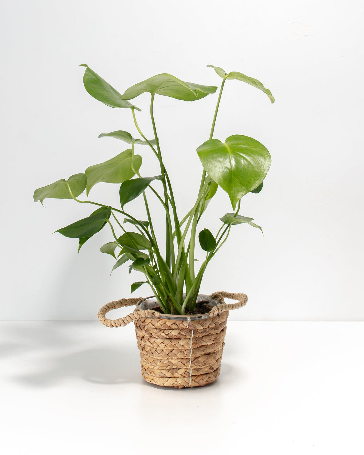 Monstera Deliciosa (Split Leaf Philodendron)