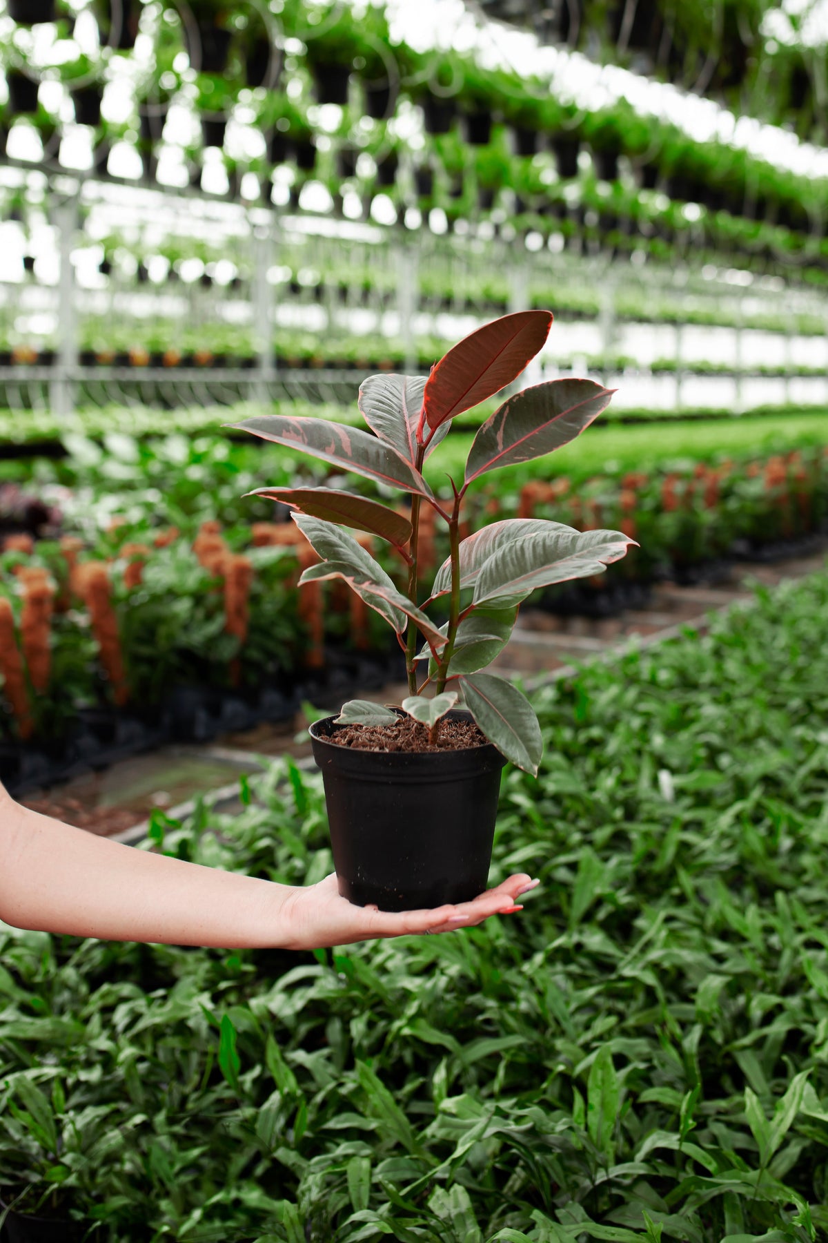 Ruby Rubber Tree Plant