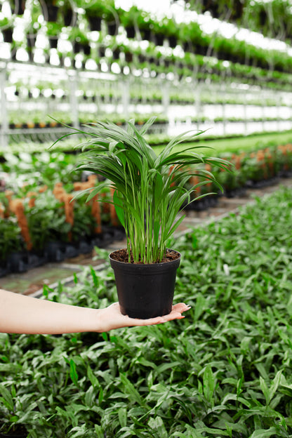 Areca Palm Indoor Tree