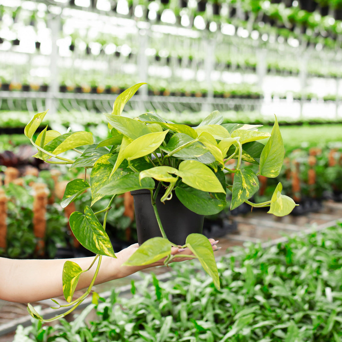 Golden Pothos Plant