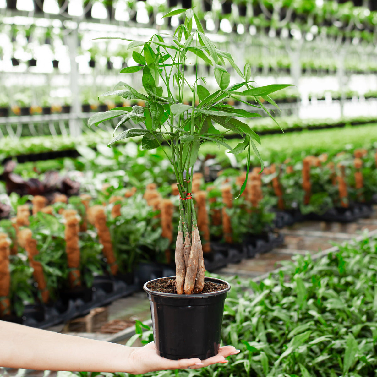 Money Tree Plant